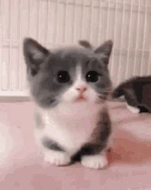 Cute Cat GIF Cute Cat Descubrir Y Compartir GIFs