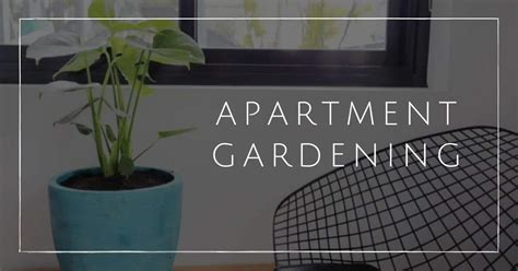 Apartment Gardening A Beginners Guide For A Plant Paradise