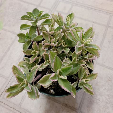 Plectranthus Neochilus Variegated 'Mike's Fuzzy Wuzzy' - Succulents Depot