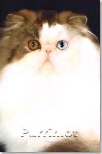It's easier to believe one might be a stuffed animal until you actually see it move. Purrinlot | Purrinlot Grand Champion Persian Cats
