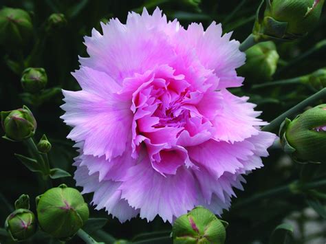 dianthus candy floss