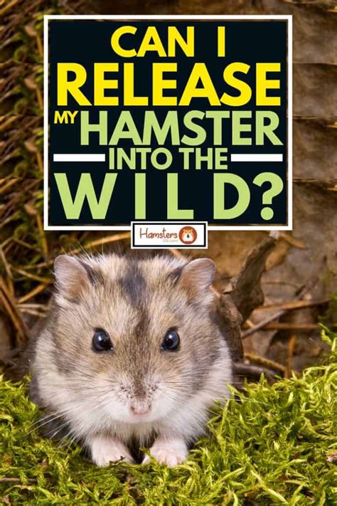 Can I Release My Hamster Into The Wild Hamsters 101