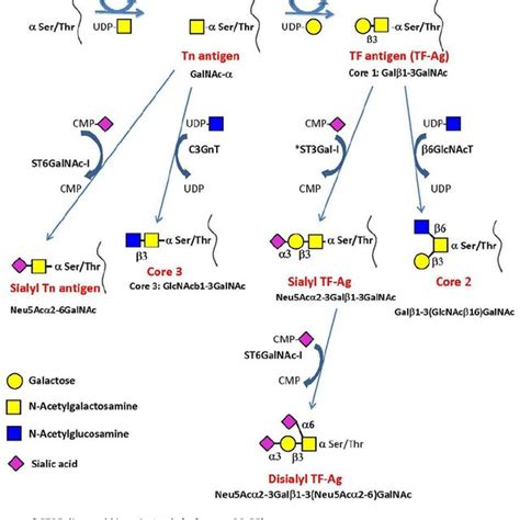 Schematic Representation Of Tf Antigen Participation In Adhesion Of