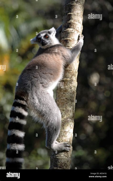 Ring Tailed Lemur Climbing On A Tree Madagascar Stock Photo Alamy