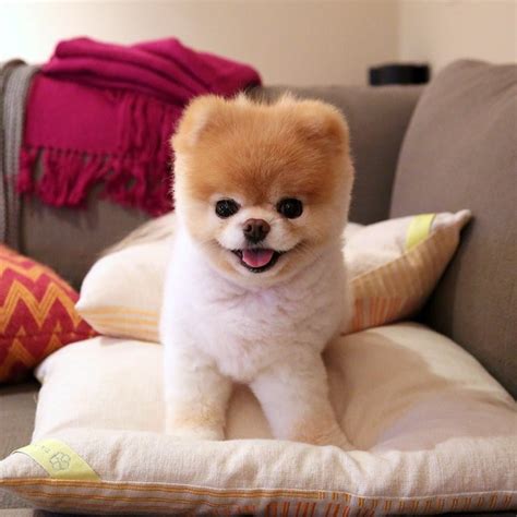 Word or a short phrase referring to the feeling of wanting to pinch someone cute, fluffy, chubby, etc. Boo The Pomeranian, Known As 'The World's Cutest Dog ...