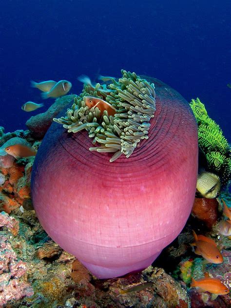 Magnificent Sea Anemone Heteractis Magnifica Sea Anemones Do Not