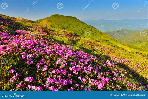 Blooming Pink Rhododendron In Summer Mountain Stock Image Image Of