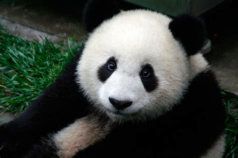 Panda Conservation Worth Billions Every Year Conservation Articles