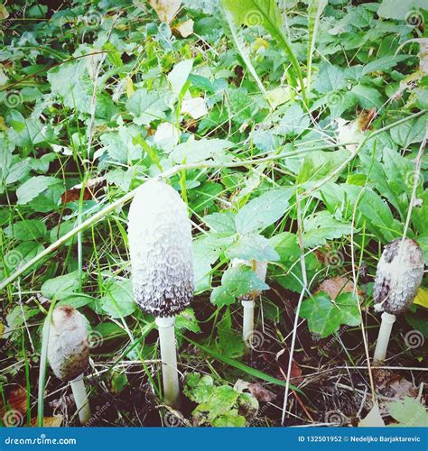 Edible Mushroomsautumn Forest Landscapeedible Mushroomswhite