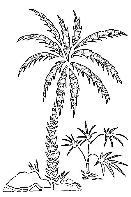 Dibujo De Palmera Para Colorear Y Pintar 28659