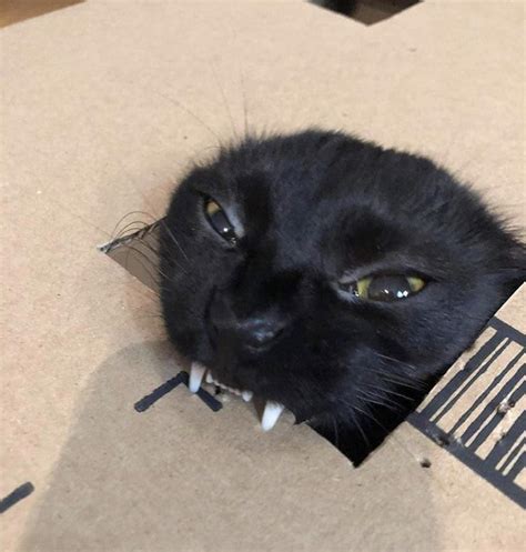 Psbattle This Cat Biting A Cardboard Box Rphotoshopbattles
