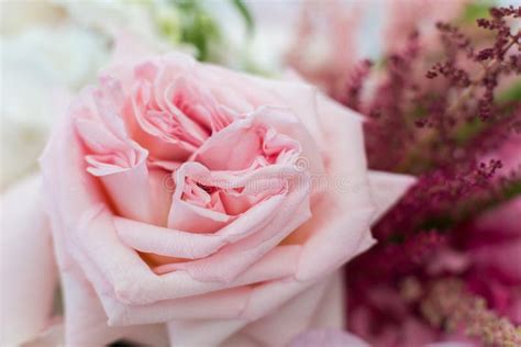 Macro Delicate Fresh Pink Rose Flower Wedding Fresh Flowers Decoration