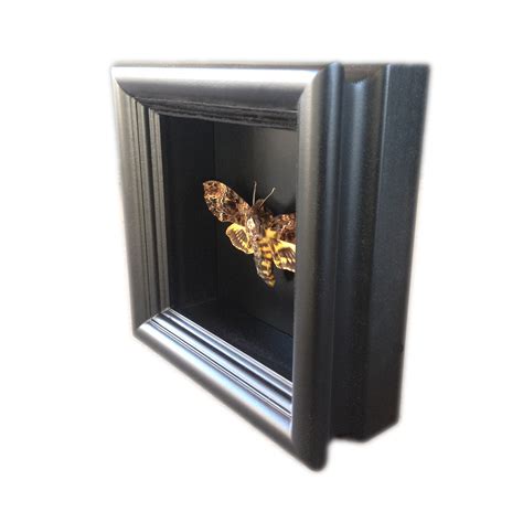 Death's Head Moth Shadow Box - Asana Natural Arts - Touch of Modern