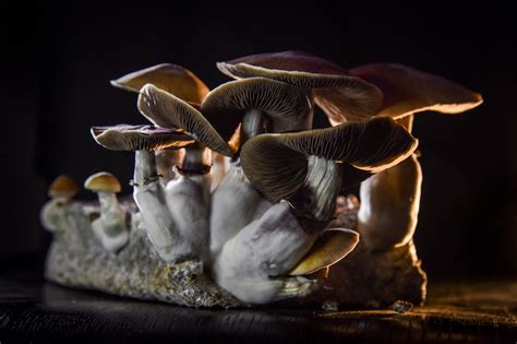 First Evidence Magic Mushrooms Might Be Better Than Anti Depressants
