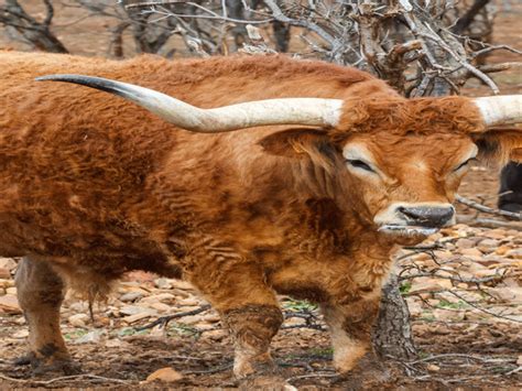 A bull (= male cow) that has had its reproductive organs removed, used in the past for pulling…. On the Horn of the Ox - Yated.com