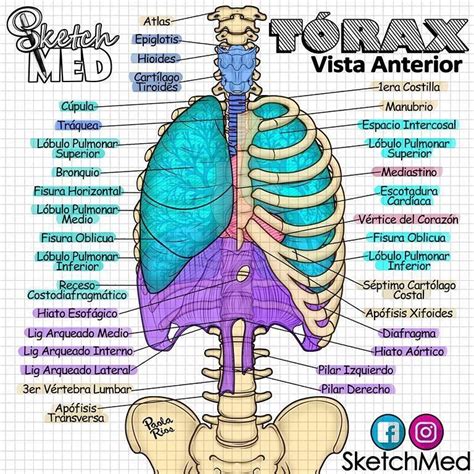 Pin de Ana valentina en Anatomy mx Anatomia del torax Anatomía médica Anatomía