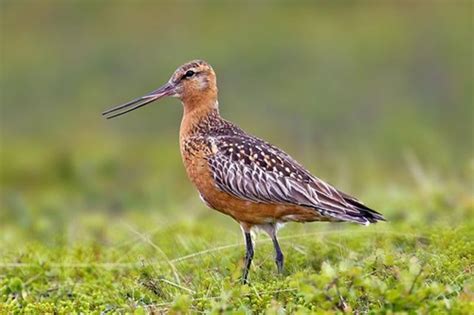 Alizul The 6 Worlds Longest Bird Migrations