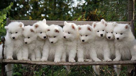 A Pack Of Small White Puppies Cuteness Overload Youtube