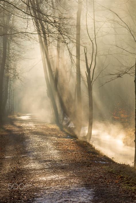 Fog Rises On A Sunny Winter Morning From A Creek On The Forest R