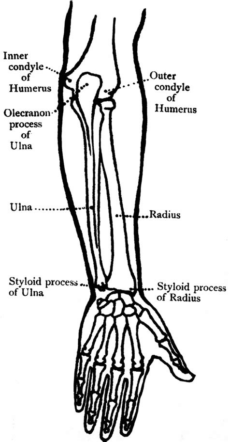 Back View Of The Bones Of The Forearm Clipart Etc