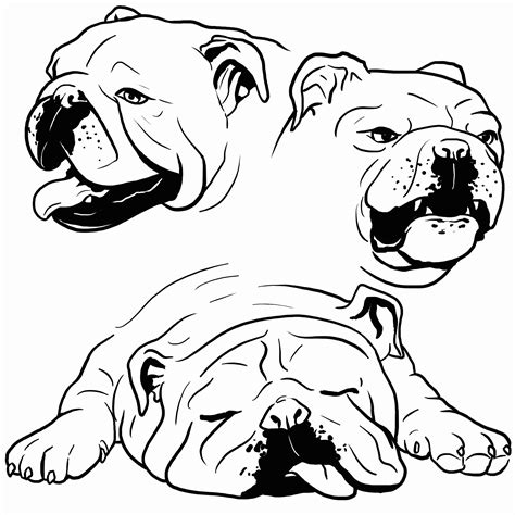 Cute Bulldog Cartoon Drawing Sketch Coloring Page