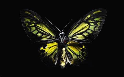 Butterfly Black Backgrounds Wallpaper Cave