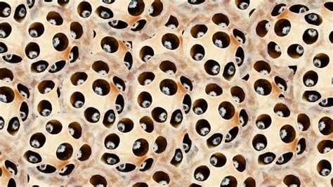 Trypophobia The Phobia Of Holes The Mental Happiness