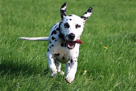 10 Adorable Black And White Dog Breeds—with Pictures Readers Digest