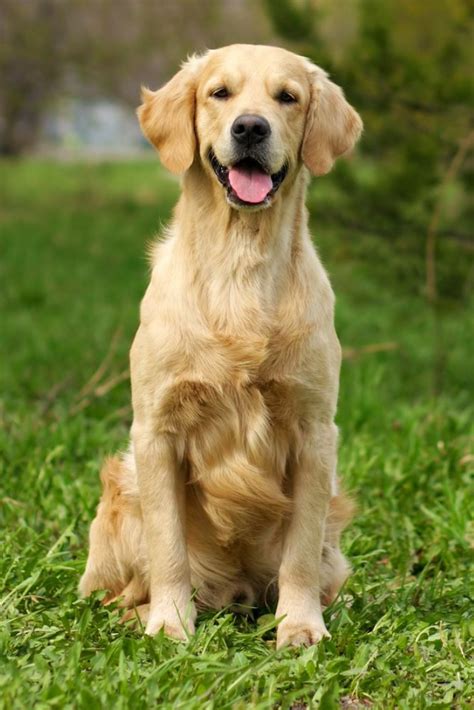 Happy Dog Golden Retriever Sitting On The Grass