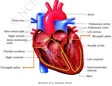 Circulatory System Double Circulation UNITED LIBERAL FOUNDATION