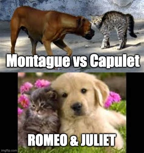 Image Tagged In Dog Vs Cat Fight Imgflip