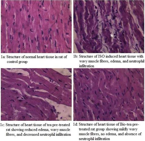 When i first looked at all three types under the microscope back in school, all three were very different. Cardiac Muscle Tissue Under Microscope 40x - Micropedia