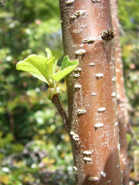 Cherry Tree Bark Identification Tree Bark Identification Good To Know