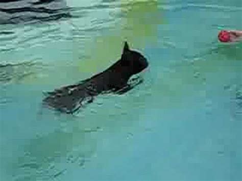 Well, now some of you will probably say that your your frenchie has probably used to spend a pleasant and relaxing time in the pool and has never tried to swim in restless waters. MY FRENCH BULLDOG IS SWIMMING & DIVING - YouTube