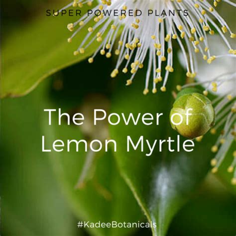 Lemon myrtle is a shrub or tree native to queensland, australia. The Power of Lemon Myrtle | Lemon myrtle, Myrtle tree, Myrtle