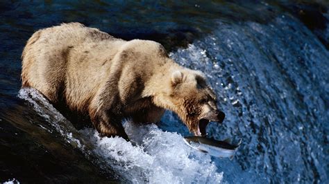 Fondos De Pantalla Animales Fauna Silvestre Osos Oso Grizzly Oso