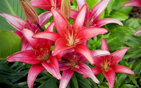 Picture Of Red Lilies Flowers Hd Pictures