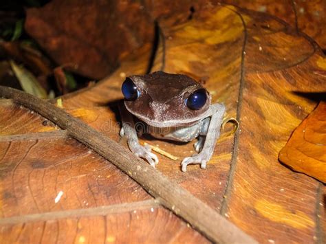 Tree Frog From Borneo Stock Image Image Of Animal Frog 47013765