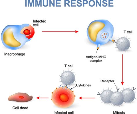 Immune Response Types Of Immune Response And How Your Immune System Work