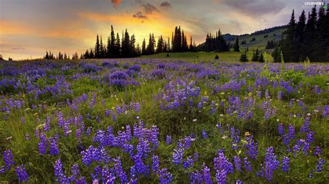 Sun Rays Viewes The Setting Meadow Trees Lupine Flowers