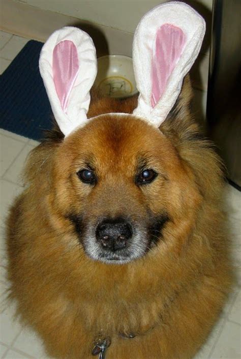 Photos Easter Bunny Dogs Wearing Rabbit Ears Really Cute Puppies