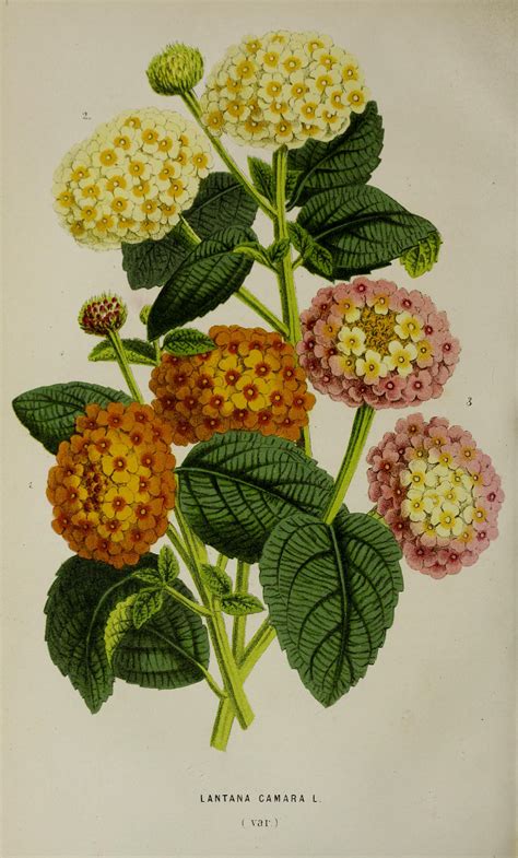Lantana Camara Var Hort Circa 1868 Botanical Drawings Botanical