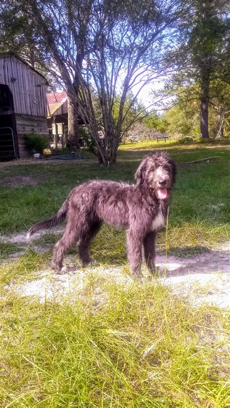 Look at pictures of irish wolfhound puppies who need a home. Irish Wolfhound Puppies For Sale | Live Oak, FL #333263