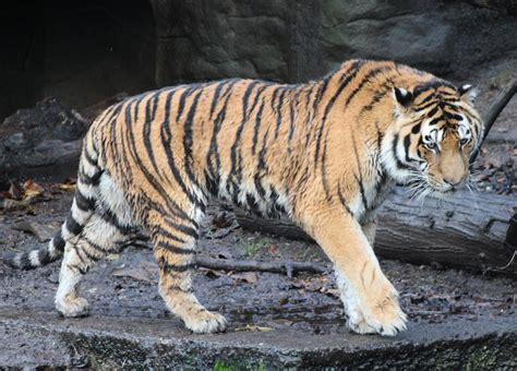 Amur Tiger Zoochat