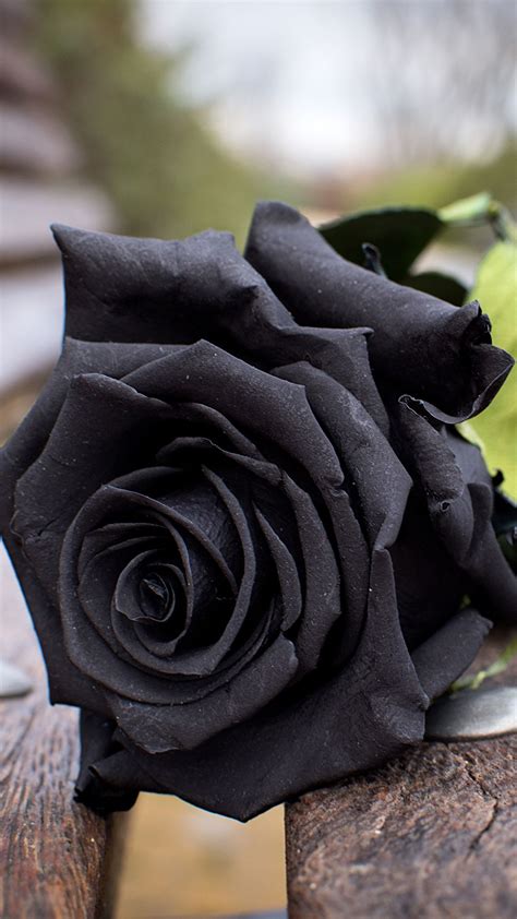 Black Rose Flower Wallpapers On Wallpaperdog