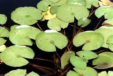 Lilypad Free Photo Download Freeimages
