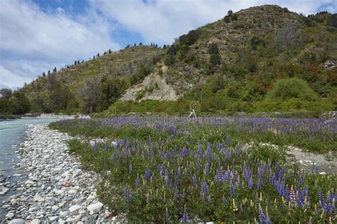 Spring Along The Carretera Austral In Northern Patagonia Chile Stock