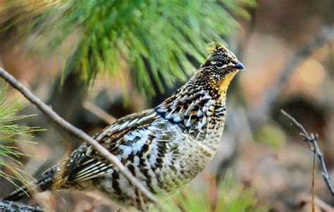 The Basics Forest Management For Birds Audubon New York
