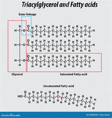 Triglyceride Structure Fatty Acids Saturated Fatty Acids Unsaturated