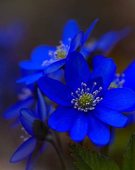 Beautiful Blue Flowers Blue Flowers Blue Flower